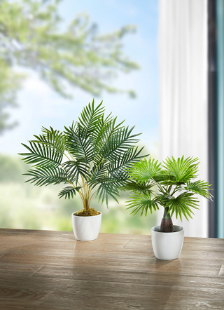 Palmbomen in pot, set van 2