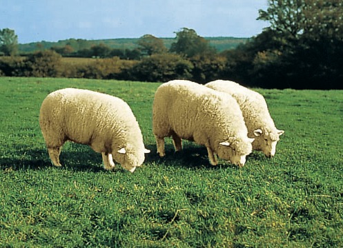 Bedomrandingen - Bedrand van echt lamsleer in de vorm van een dier, in Farbe NATUURWIT Ansicht 1