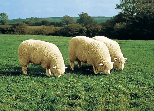 Woonaccessoires - Merino-lamsvacht zitkussen, verschillende kleuren, in Farbe BEIGE Ansicht 1