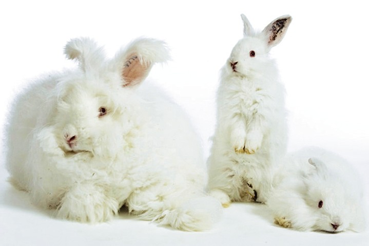 Warmte & ontspanning - Angora-ondergoed voor heren, in Größe L (52) bis XXL (56), in Farbe NATUREL, in Ausführung Overhemd, halflange mouwen Ansicht 1