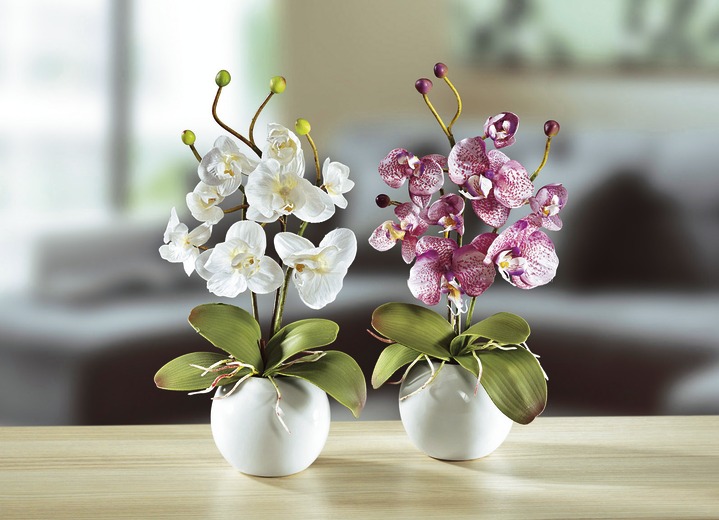 - Orchideeën, set van 2, in Farbe