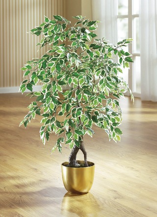 Ficus in pot