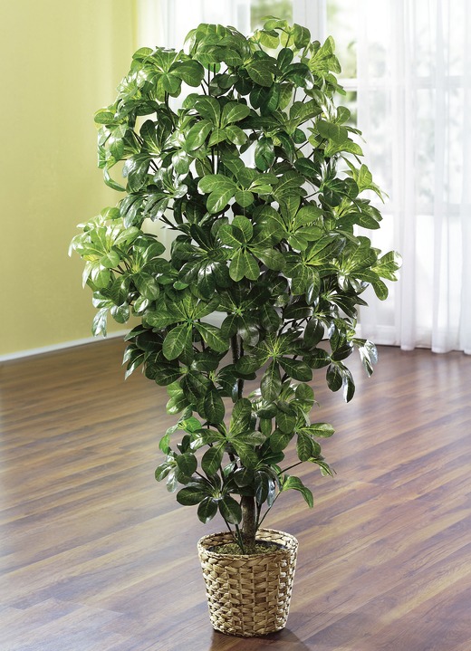 Kunst- & textielplanten - Schefflera in pot, in Farbe
