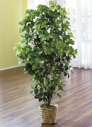 Schefflera in pot