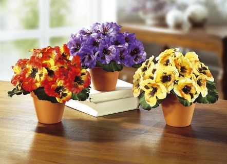 Driekleurige viooltjes, set van 3