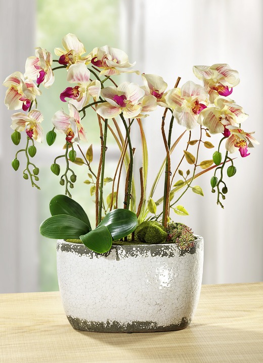 - Orchidee in keramische pot, in Farbe