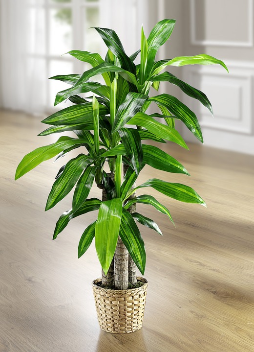 Kunst- & textielplanten - Dracena-palm, in Farbe