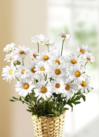 Margriettakken, set van 3