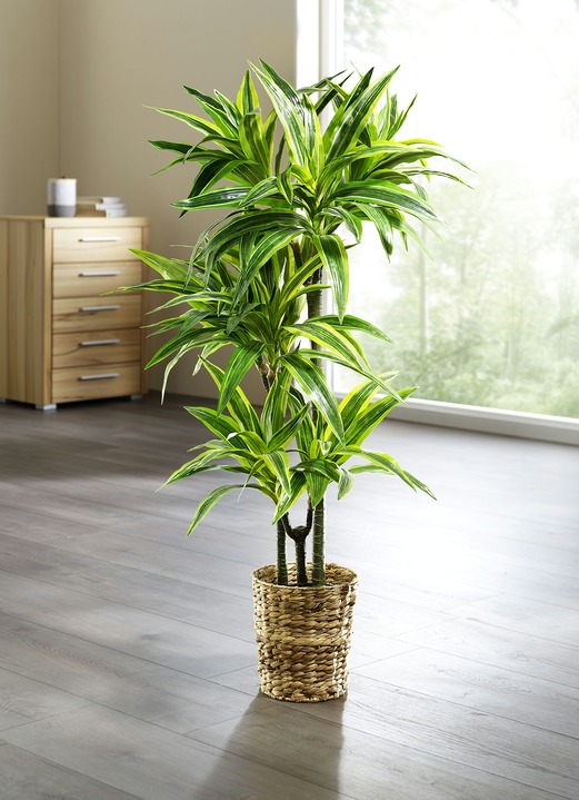 Kunst- & textielplanten - Dracena reflexa palmboom, in Farbe GROEN