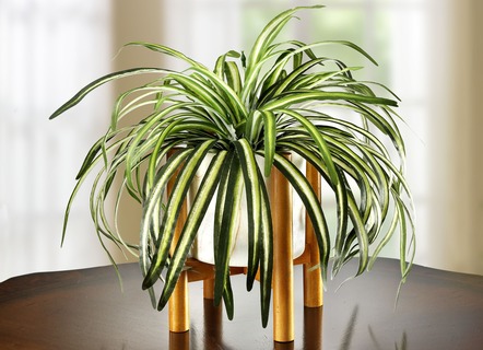 Groene lelie in pot