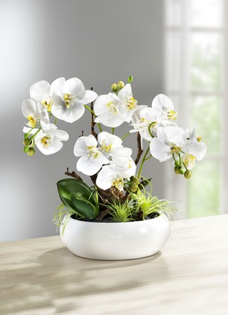 Orchidee in keramische pot