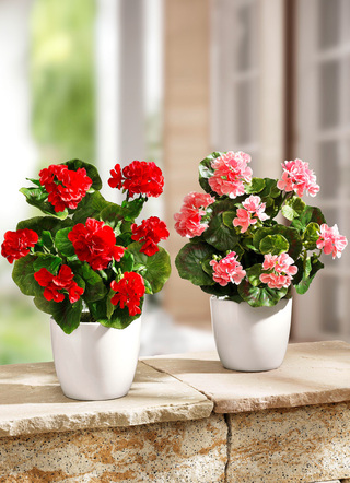 geranium in een keramische pot