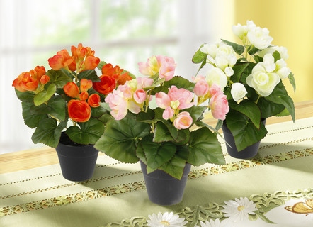 Begonia struik in een pot, set van 3