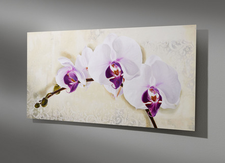 Hoge kwaliteit afbeelding met orchideebloemen