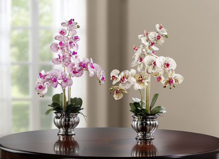 Kleurrijke orchidee in een pot