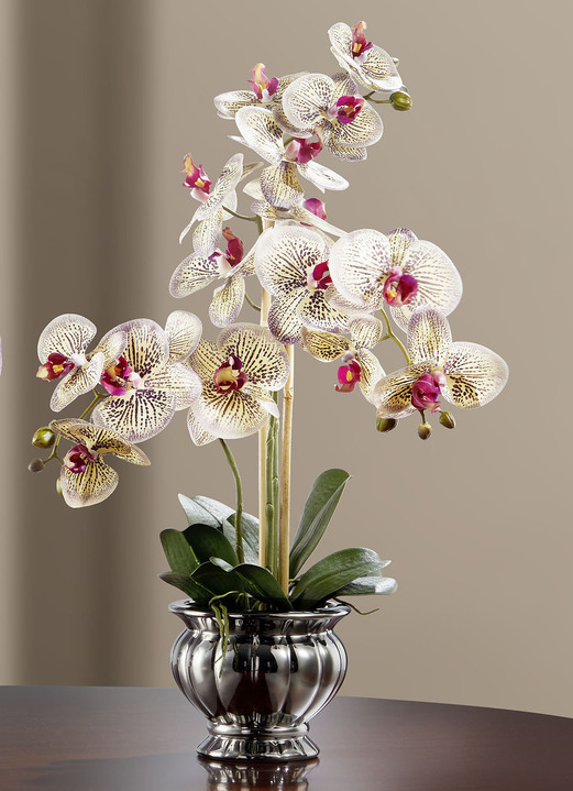 - Kleurrijke orchidee in een pot, in Farbe BRUIN Ansicht 1