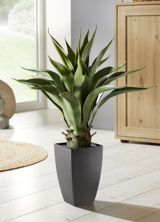 Agave in een plastic pot