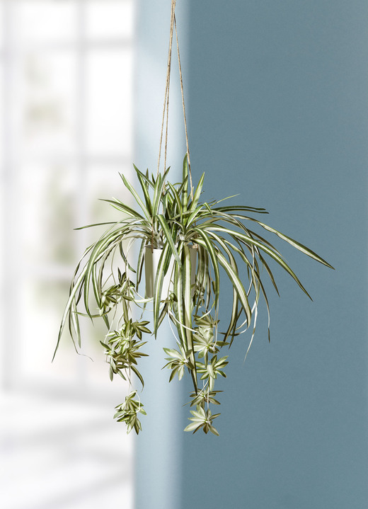 Kunst- & textielplanten - Hangmandje van waterlelie, in Farbe GRÜN-WEISS