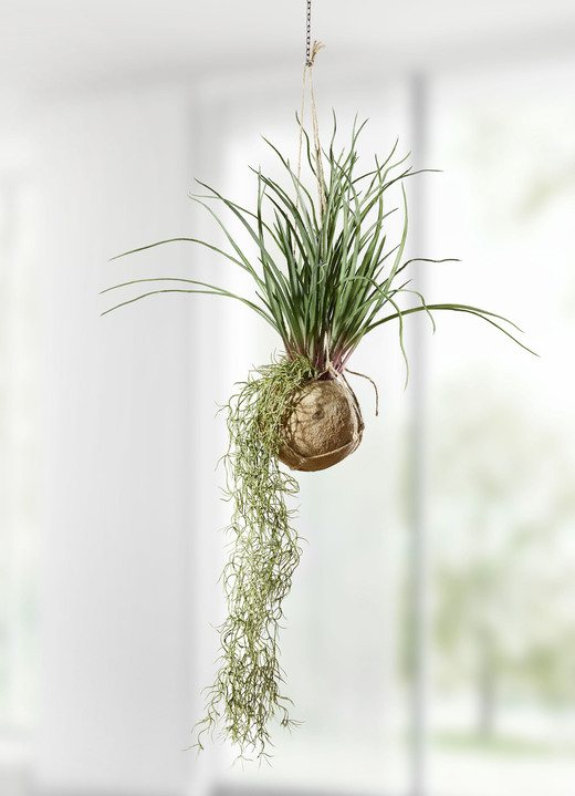 Kunst- & textielplanten - Tillandsia hangplant, in Farbe GRÜN