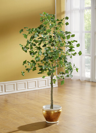 Gingko-Baum