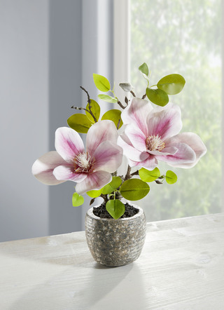 Betoverende magnolia in een pot