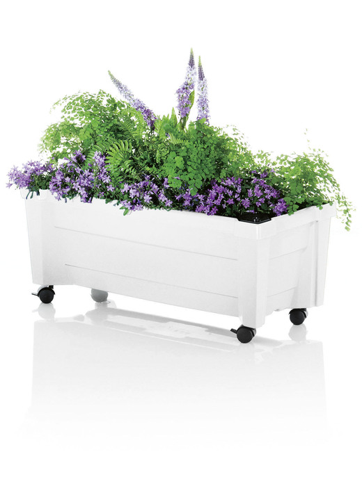 Blumentöpfe und Pflanzgefäße - Roll-Pflanzkasten mit Wasserstandsanzeige, in Farbe WEISS Ansicht 1