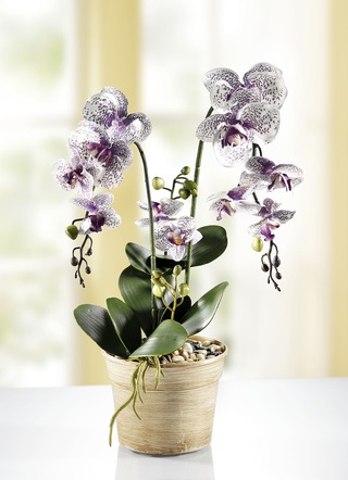 Orchidee in pot