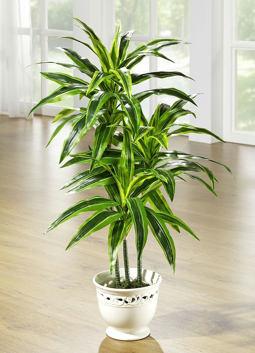Kunst- & textielplanten - Dracaena palm in pot, in Farbe , in Ausführung groot