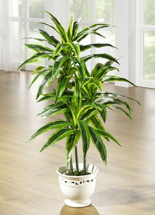 Dracaena palm in pot