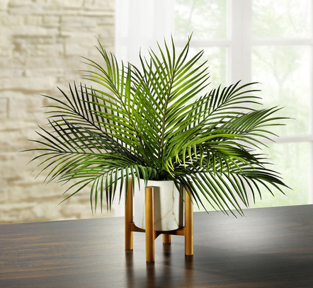 Plant met palmblad in pot