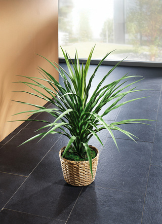 Olifantspoot in een pot