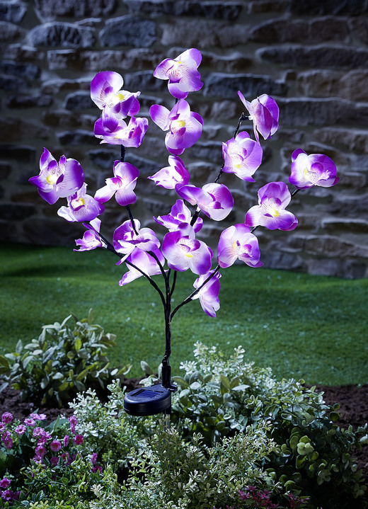 Tuinverlichting - Bedrieglijk echte zonne-orchidee, in Farbe PAARS-WIT