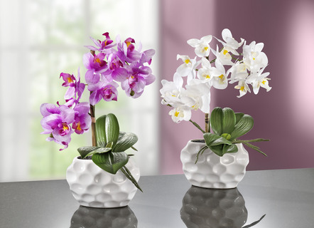 De regeling van de orchidee in ceramische vaas