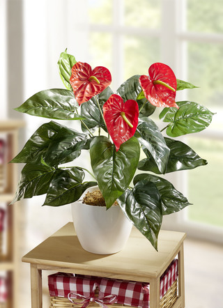 Anthurium in de pot