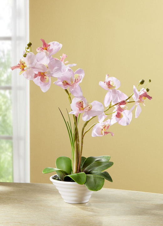 - Orchidee in pot, in Farbe ROZE-GROEN