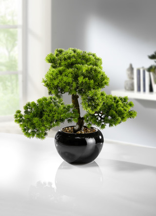 Lariks bonsai
