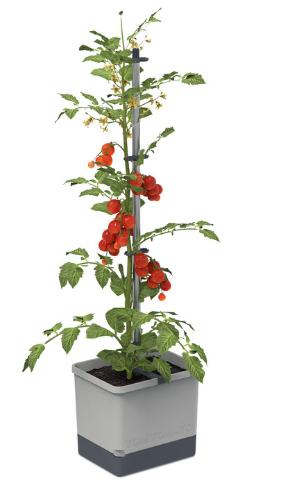 Tuin - Gusta Garden Tomtomaat met irrigatiesysteem, in Farbe GRIJS Ansicht 1
