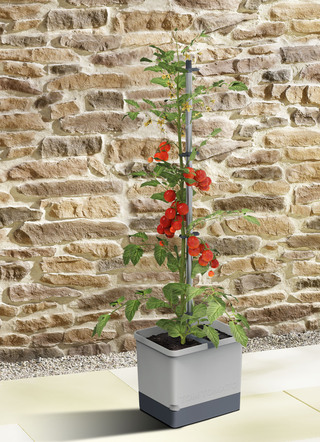 Gusta Garden Tom Tomaat met irrigatiesysteem