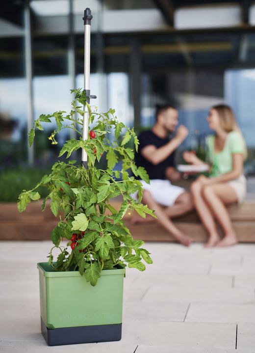 Tuin - Gusta Garden Tomtomaat met irrigatiesysteem, in Farbe GROEN