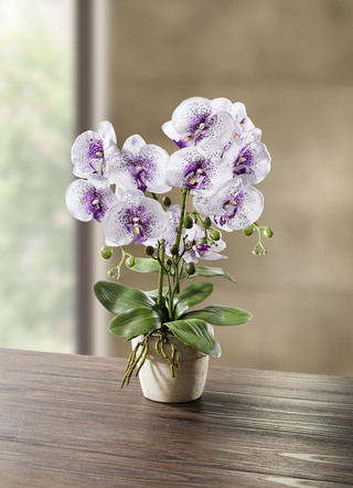 Orchidee in pot