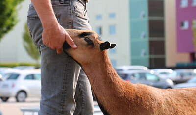 Bruin schaap dat wordt geaaid
