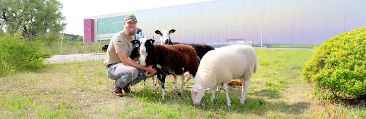 Shepherd with his sheep