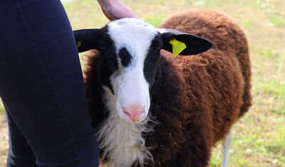 Bruin schaap met wit gezicht dat wordt geaaid