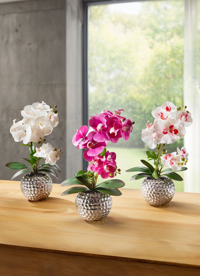 Orchidee Phalaenopsis in keramische kom ROZE-WIT