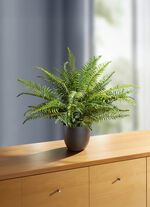 Zwaardvaren in een pot 