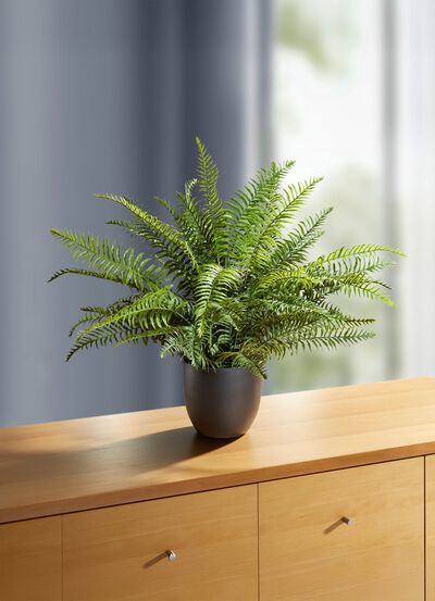 Zwaardvaren in een pot 