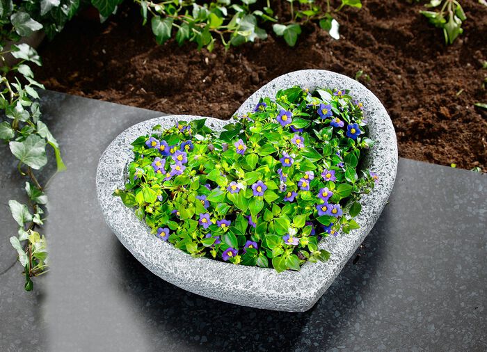 Hartvormige plantenschaal van weerbestendig polyresin 