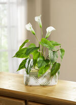 Calla Arrangement in Keramische Pot 
