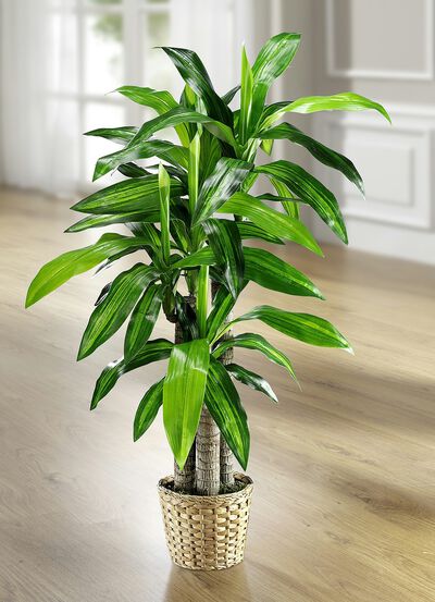Dracena palm 