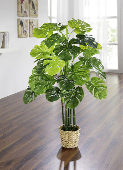 Monstera in pot 